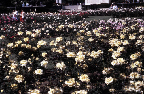 Exposition Park Rose Garden