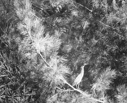 Treetop perch at the South Coast Botanic Garden