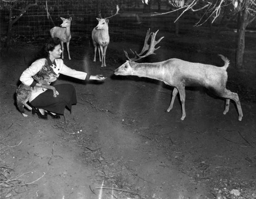 Coyote befriends buck deer