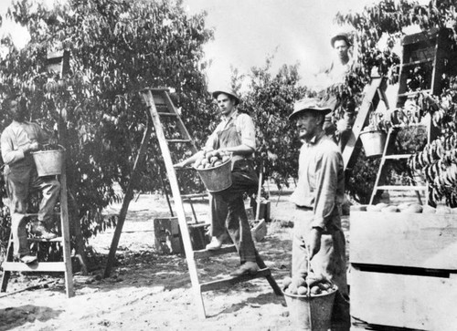 Pioneer cutters, pickers of Valley fruit depicted