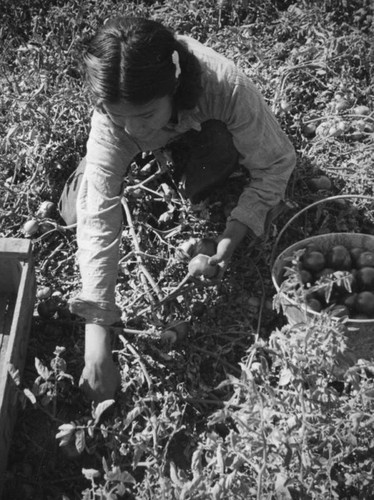 Tomato farm worker