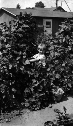 Child and bean vines