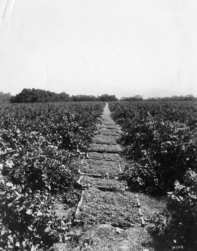 Grapes drying in Fresno