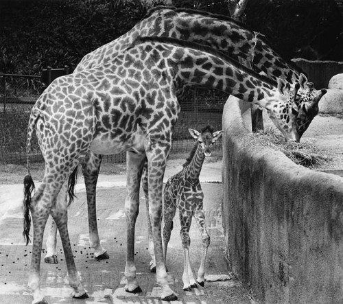 Six-foot-tall baby meets the public