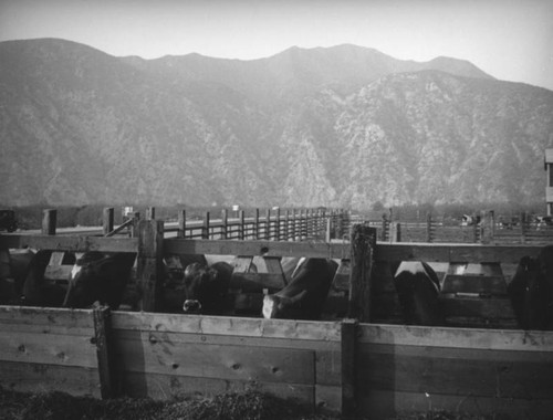 Azusa dairy