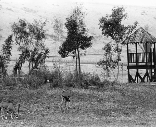 Animals at Lion Country Safari