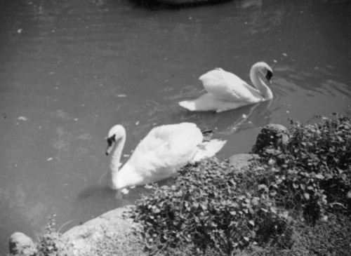 Two swans a-swimming