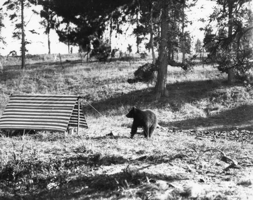 Bear near tent