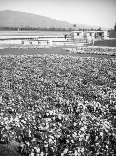 Kiosks and floral art, Santa Anita Racetrack