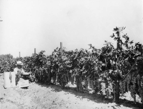 Vineyard in Brawley