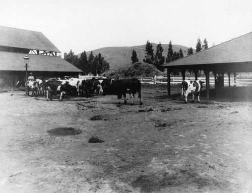 Sherman Indian High School dairy barnyard