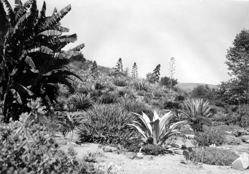 Kellog Ranch cactus garden, view 2