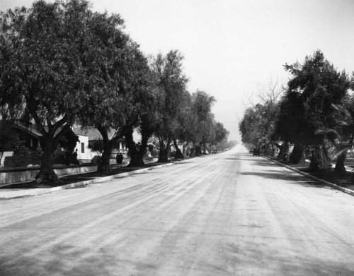 Tree-shaded avenue in Burbank