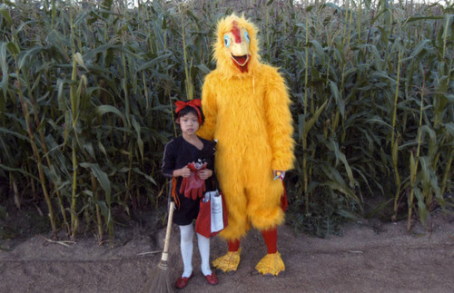 Xin Ling Stein at "Not a Cornfield" corn field