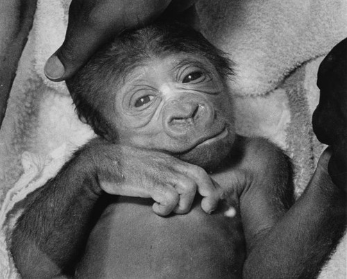 Baby gorilla