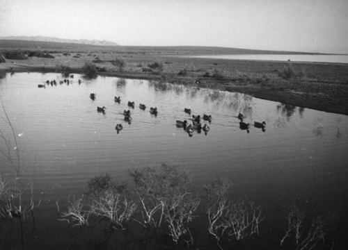 Ducks enjoying the Salton Sea