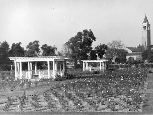 Rose garden at Exposition Park