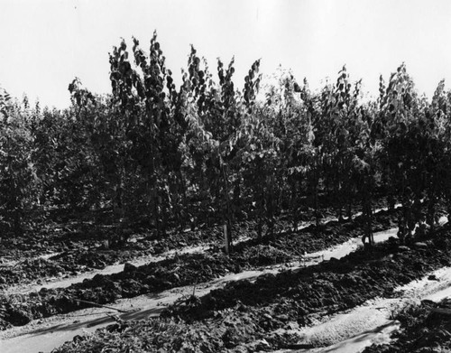 Field of trees