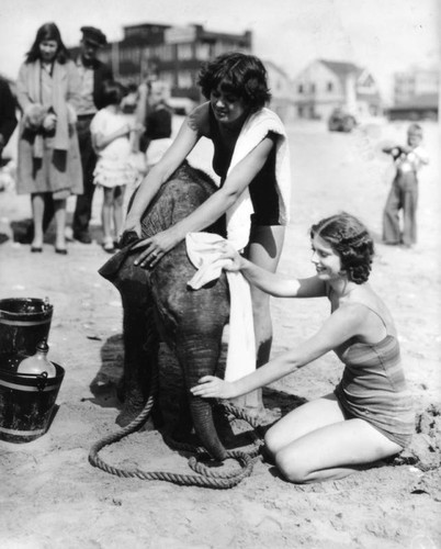 Washing baby elephant