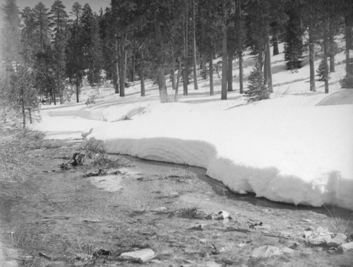 Creek in the San Bernardino Mountains