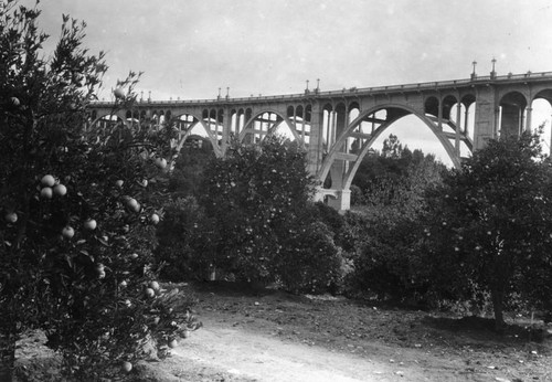 Orange groves below the bridge