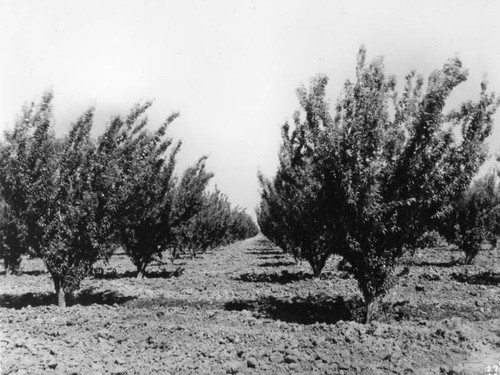 El Solyo Ranch orchard