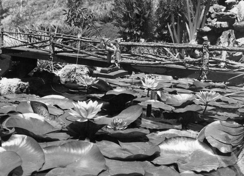 Water lilies in a pond