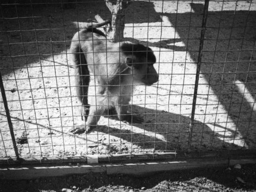 Baboon at Zoopark