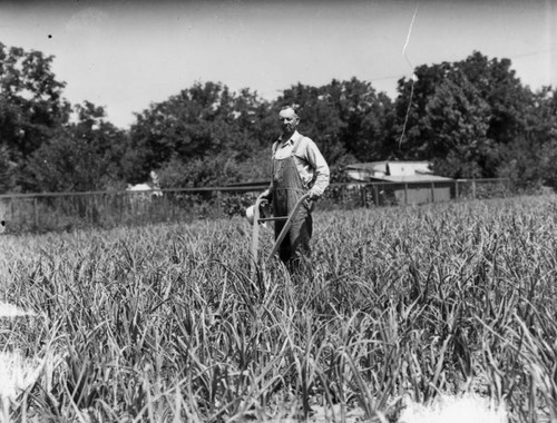 Plowing onions