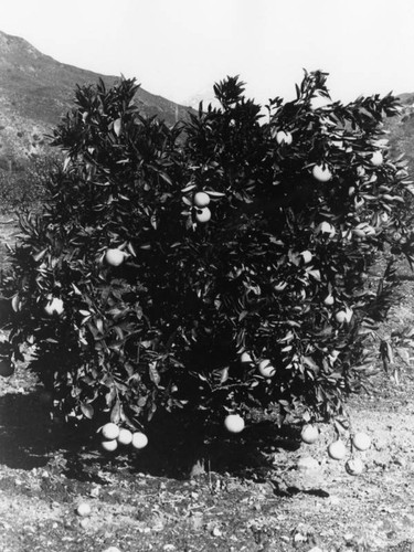 Orange tree and Mt. Baldy