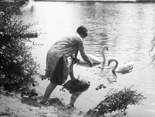 Feeding swans