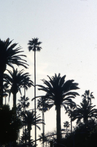 Sunset Blvd., Beverly Hills