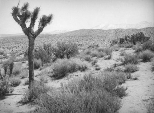 Mojave Desert view