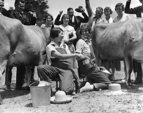 Cow milking competition