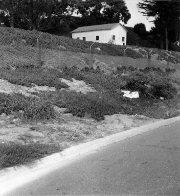 [Ice plants along the side of Clement Street]