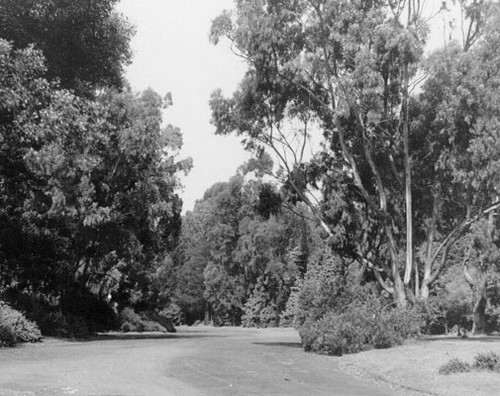 [Road running through Golden Gate Park]