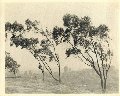 [Telegraph Hill]