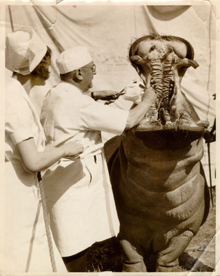 [Dentist Painless Parker treating a hippopotamus]