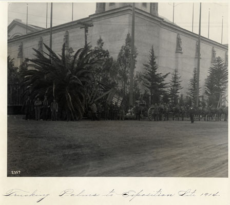 Trucking palms to exposition site, 1914