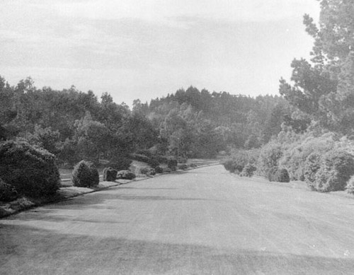 [Road running through Golden Gate Park]