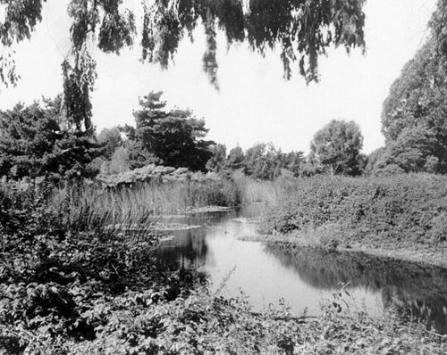 [Unidentified pond in Golden Gate Park]