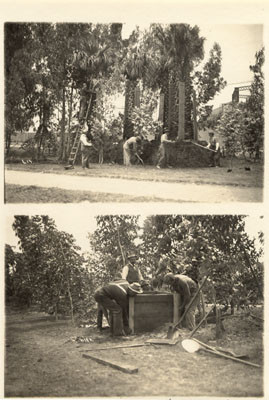 [Tree planting, Panama-Pacific International Exposition]