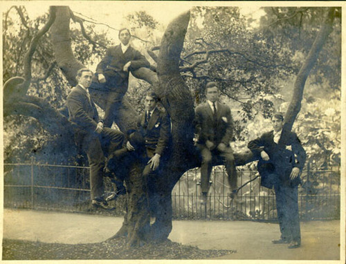 [Five men sitting in a tree near the Haight Street entrance to Golden Gate Park]