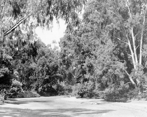 [Unidentified road in Golden Gate Park]