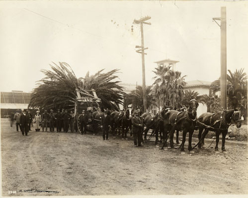 [Hauling palms for Exposition Avenue, Panama-Pacific International Exposition]