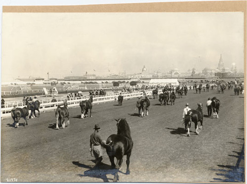 [Society Horse Show at Panama-Pacific International Exposition]