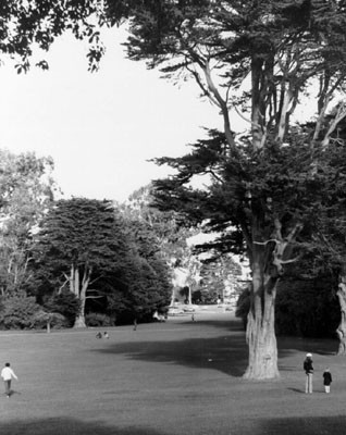 [Field in Golden Gate Park]