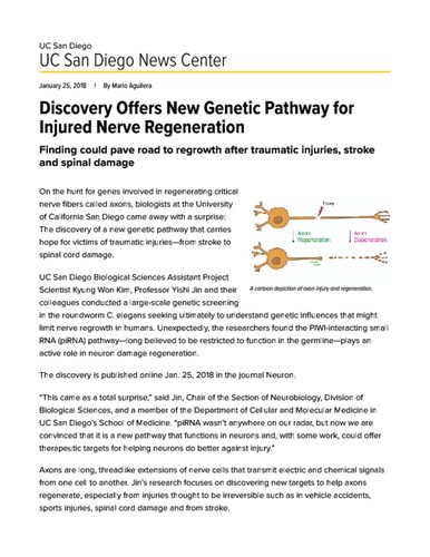 Discovery Offers New Genetic Pathway for Injured Nerve Regeneration