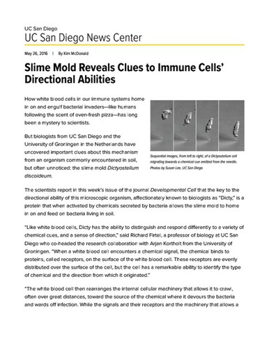 Slime Mold Reveals Clues to Immune Cells’ Directional Abilities