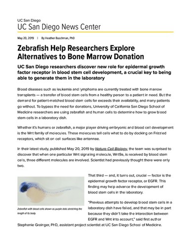 Zebrafish Help Researchers Explore Alternatives to Bone Marrow Donation